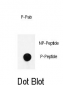 Phospho-nNOS(S1417) Antibody